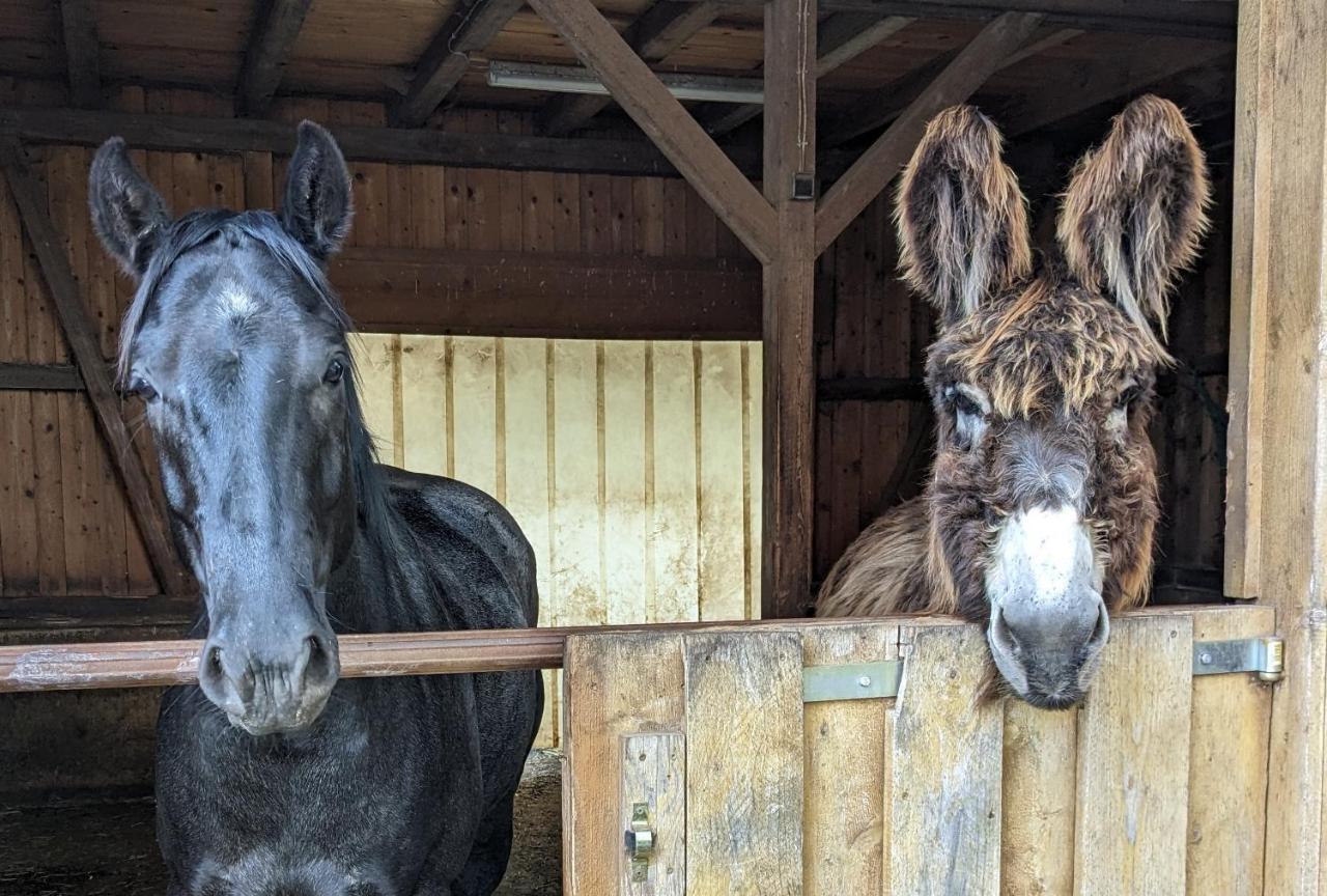 Lana Salta Alpakas - Gemuetliche Ferienwohnungen Auf Dem Bauernhof Murrhardt Luaran gambar